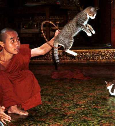 「猫」盘点全球寺院里的趣事