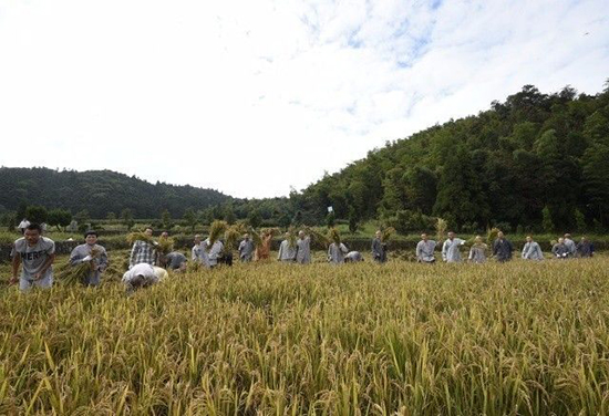 「真如禅寺」农禅并重 续尚宗风——真如禅寺大众出普坡收割水稻
