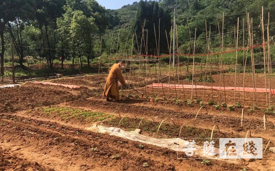 「佛教」抢抓农时,自力更生,湖北各寺掀起春耕生产热潮 「佛教」抢抓农时,自力更生,湖北各寺掀起春耕生产热潮