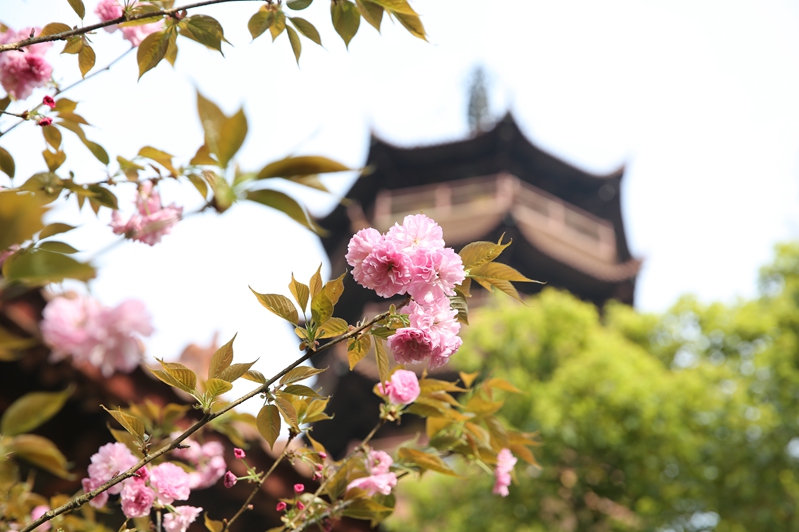 「慧日禅寺」2016年清明节宁波慧日禅寺举办心灵讲座暨蒙山施食超荐法会