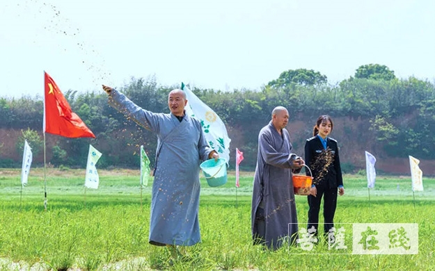 「东林寺」庐山东林寺尝试为白鹤种植“粮库” 「东林寺」庐山东林寺尝试为白鹤种植“粮库”
