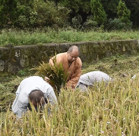 「真如禅寺」农禅并重 续尚宗风——真如禅寺大众出普坡收割水稻