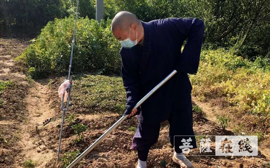 「佛教」抢抓农时,自力更生,湖北各寺掀起春耕生产热潮 「佛教」抢抓农时,自力更生,湖北各寺掀起春耕生产热潮