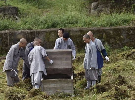「真如禅寺」农禅并重 续尚宗风——真如禅寺大众出普坡收割水稻