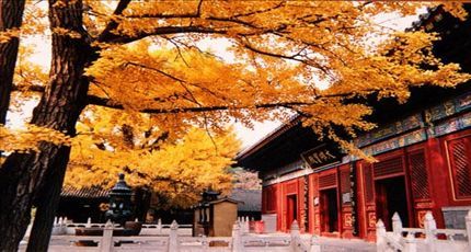 「戒台寺」北京戒台寺12月31日将举行新年撞钟祈福活动