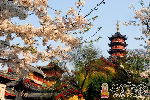 「樱花」春暖花开 江苏南京鸡鸣寺路上的“消息树”开花了