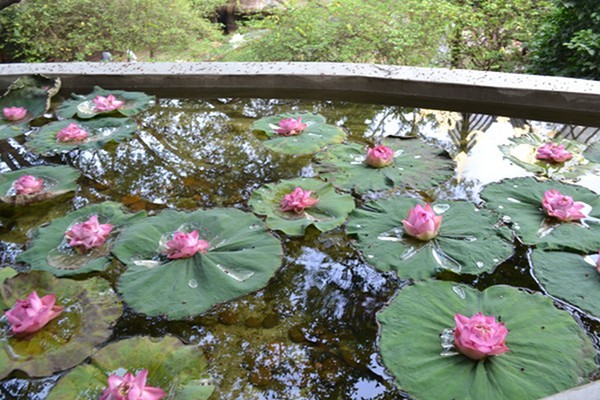 「佛教」湖南东山古寺前往泰国朝礼参拜 「佛教」湖南东山古寺前往泰国朝礼参拜