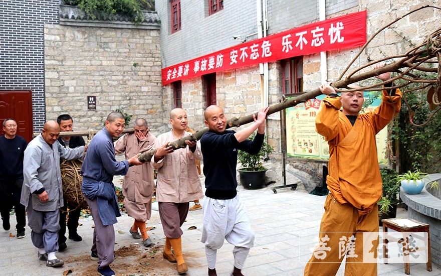 「佛教」农禅并重,徐州兴化寺全体僧众出坡植树 「佛教」农禅并重,徐州兴化寺全体僧众出坡植树