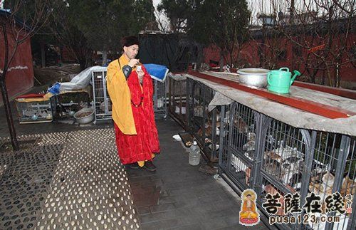 「佛教」山东淄川普照寺隆重举行“净土忏”法会