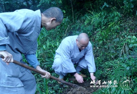 「佛教」四川峨眉山清音阁片区僧众植树节种下万株杉树