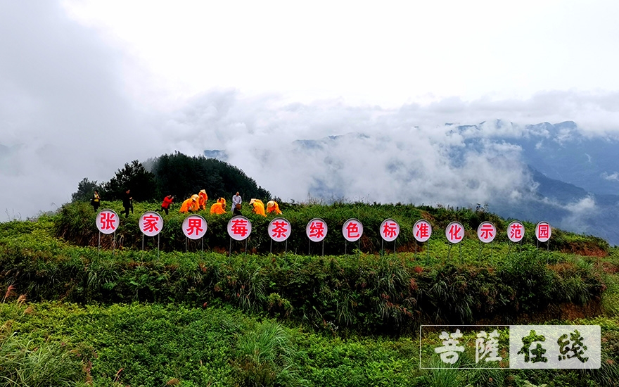 「佛教」张家界佛教协会举办首届佛教农禅文化节