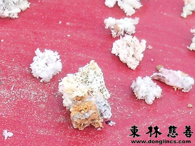 「佛教」莲开的芬芳 当下神奇度众生