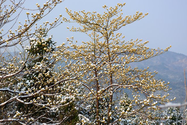 「佛教」佛教摄印－－大佛印雪