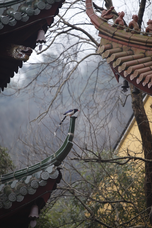 「慧日禅寺」“慧心勤觉悟，熙日耀中天”—慧日禅寺小年祭灶神慈悲无遮甘露施食超荐法会