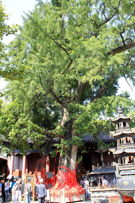 朝聖之旅之鲁南名刹鈥斺斣孀嗵此