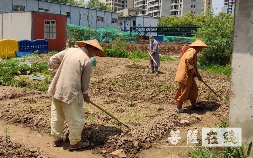 「佛教」抢抓农时,自力更生,湖北各寺掀起春耕生产热潮 「佛教」抢抓农时,自力更生,湖北各寺掀起春耕生产热潮