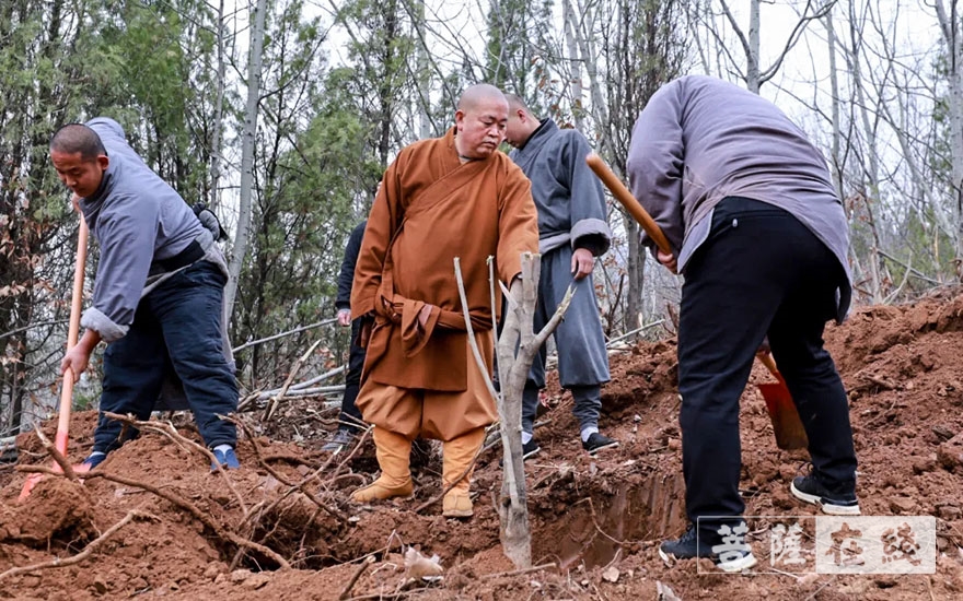 「佛教」永信法师带领少林寺僧众出坡植树 发扬佛教农禅并重传统
