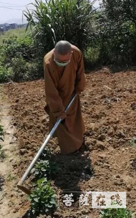 「佛教」抢抓农时,自力更生,湖北各寺掀起春耕生产热潮 「佛教」抢抓农时,自力更生,湖北各寺掀起春耕生产热潮