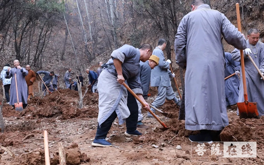「佛教」永信法师带领少林寺僧众出坡植树 发扬佛教农禅并重传统