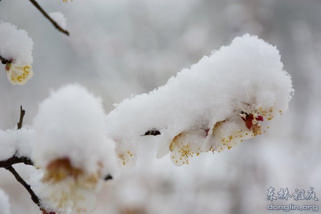 「佛教」佛教摄印－－大佛印雪