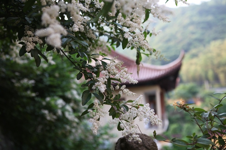 「华严经」伽蓝圣诞慧日禅寺启建华严法会