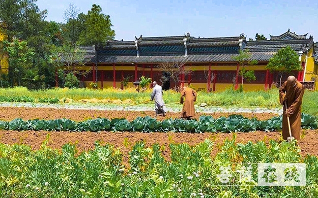 「佛教」传承农禅家风 湖北各寺不负农时春耕忙 「佛教」传承农禅家风 湖北各寺不负农时春耕忙