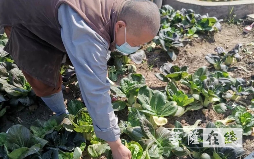 「佛教」抢抓农时,自力更生,湖北各寺掀起春耕生产热潮 「佛教」抢抓农时,自力更生,湖北各寺掀起春耕生产热潮