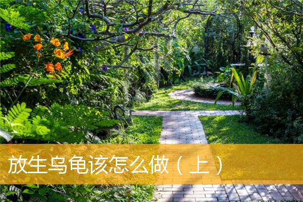 「乌龟」放生乌龟该怎么做（上）