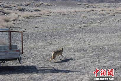 「野狼」野狼闯入闹市被收养 放归深山分别时频频回头