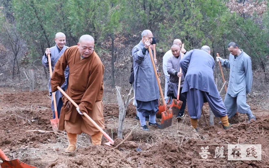 「佛教」永信法师带领少林寺僧众出坡植树 发扬佛教农禅并重传统
