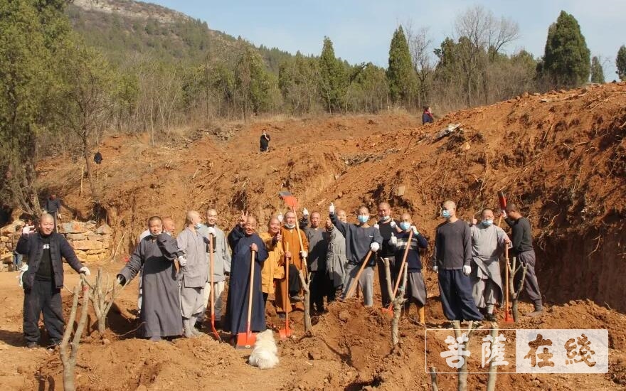 「少林寺」嵩山少林寺僧众集体出坡,栽植首批少林福树 「少林寺」嵩山少林寺僧众集体出坡,栽植首批少林福树