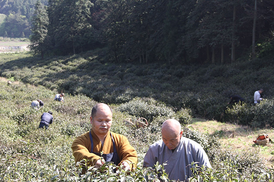 「云居山」江西云居山真如禅寺全体僧众出普坡采茶