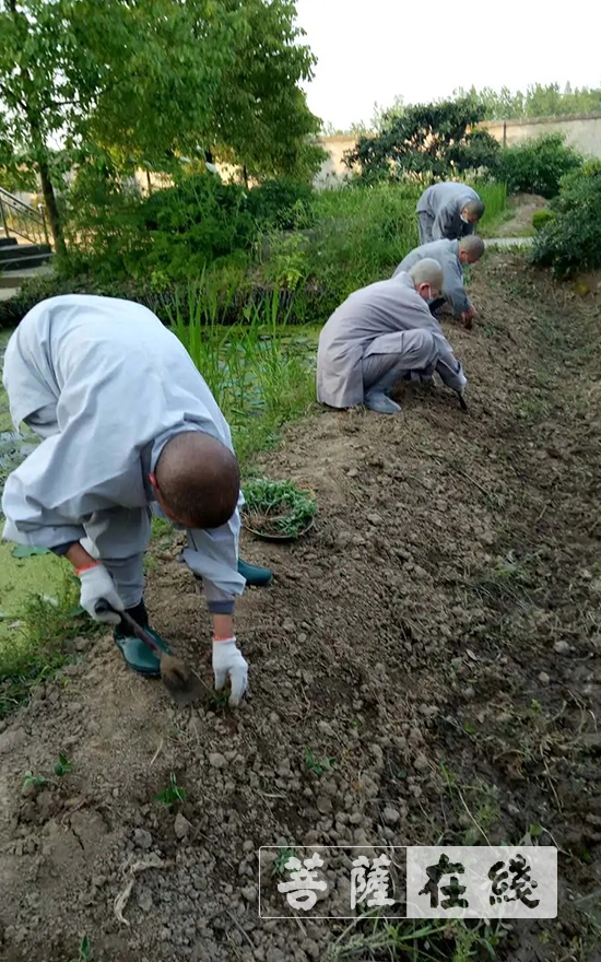 「佛教」抢抓农时,自力更生,湖北各寺掀起春耕生产热潮 「佛教」抢抓农时,自力更生,湖北各寺掀起春耕生产热潮