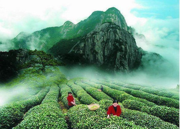 「武夷山」国际禅茶文化节11月武夷山举行 促两岸茶文化交流