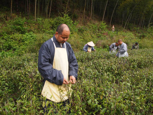 「佛教」真如禅寺农禅并重：云居春茶启灵芽采摘