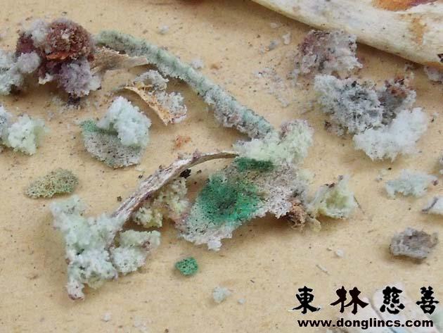 「武强」东林慈善安养院的第二十七朵莲花