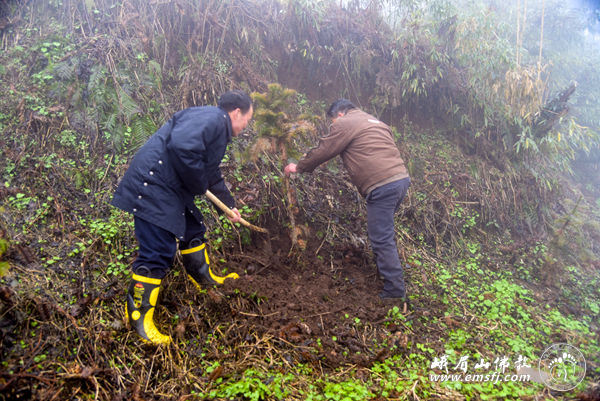 「峨眉山」四川峨眉山大佛禅院僧众为名山植树添绿