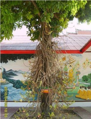 「菩提树」很少人见过的菩提树和菩提花 「菩提树」很少人见过的菩提树和菩提花