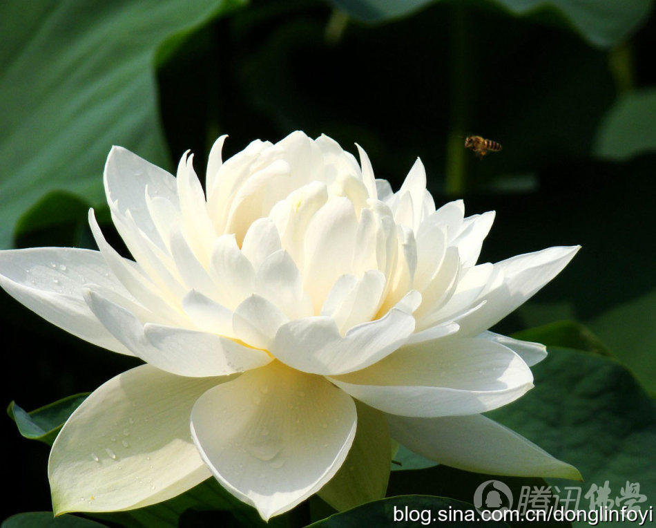 「莲花」佛教的五种神圣莲花