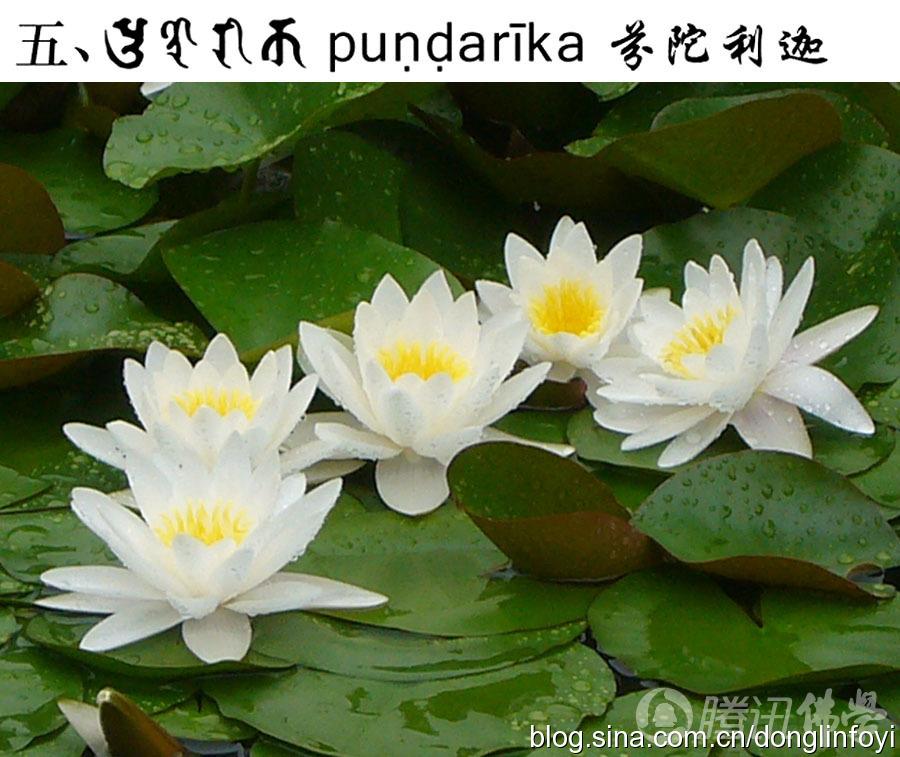 「莲花」佛教的五种神圣莲花