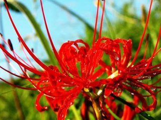 「佛教」佛教四大吉花有哪些
