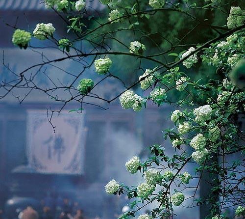 「文化」新年去寺院烧香请愿的10个要点你掌握了吗？
