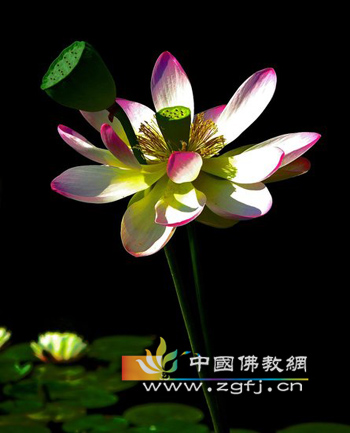 「佛教」图解佛教中的五种吉祥花