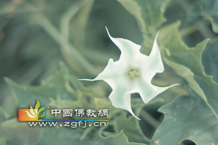 「佛教」图解佛教中的五种吉祥花