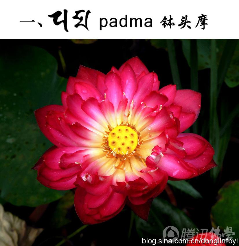 「莲花」佛教的五种神圣莲花