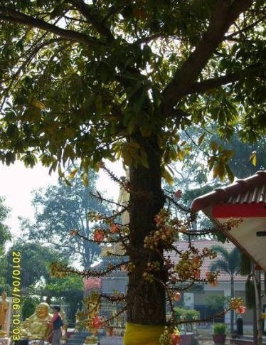 「菩提树」很少人见过的菩提树和菩提花 「菩提树」很少人见过的菩提树和菩提花