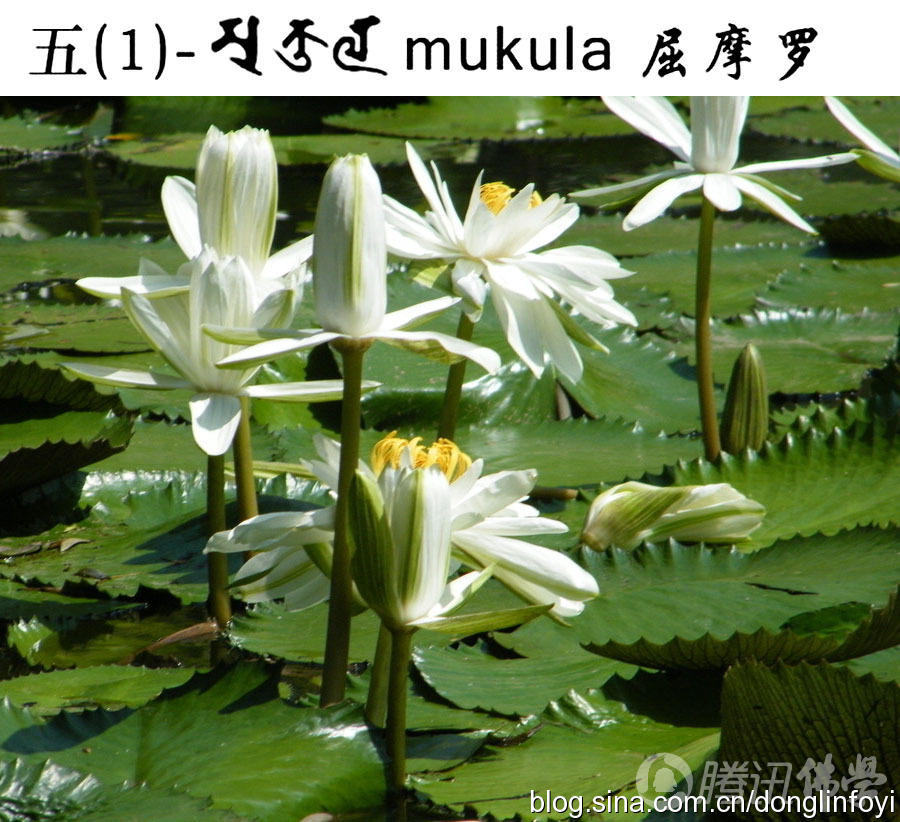 「莲花」佛教的五种神圣莲花