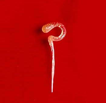 「佛教」谁说舍利是结石，历代高僧大德身后的舍利