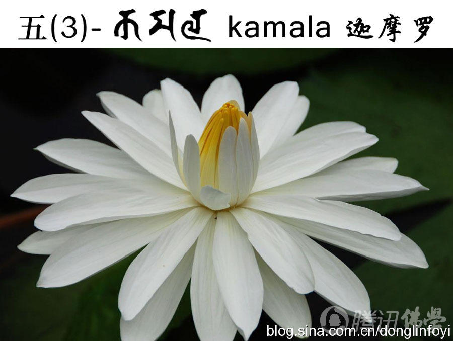 「莲花」佛教的五种神圣莲花