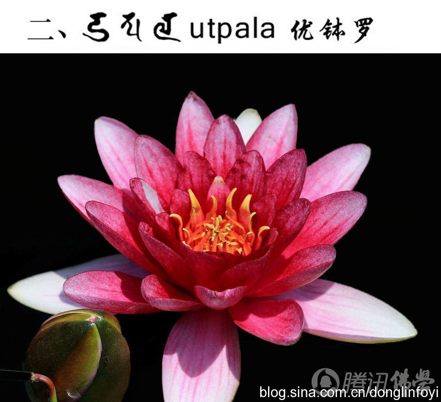 「莲花」佛教的五种神圣莲花